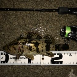 二見メバリング3