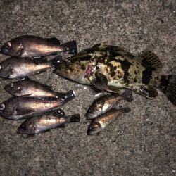 二見メバリング3