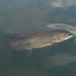 フィッシングレイクたかみや 釣果
