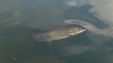フィッシングレイクたかみや 釣果