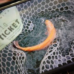 フィッシングレイクたかみや 釣果