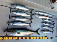 オーシャンマスター 釣果