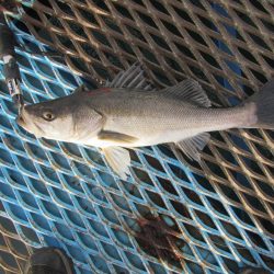 オリジナルメーカー海づり公園(市原市海づり施設) 釣果