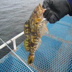 オリジナルメーカー海づり公園(市原市海づり施設) 釣果