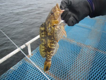 オリジナルメーカー海づり公園(市原市海づり施設) 釣果