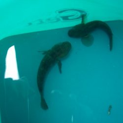 オリジナルメーカー海づり公園(市原市海づり施設) 釣果