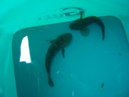 オリジナルメーカー海づり公園(市原市海づり施設) 釣果