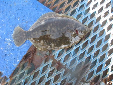 オリジナルメーカー海づり公園(市原市海づり…