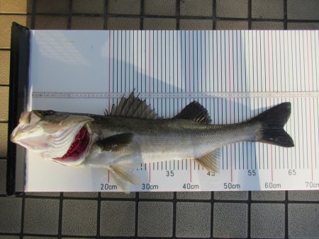 オリジナルメーカー海づり公園(市原市海づり施設) 釣果