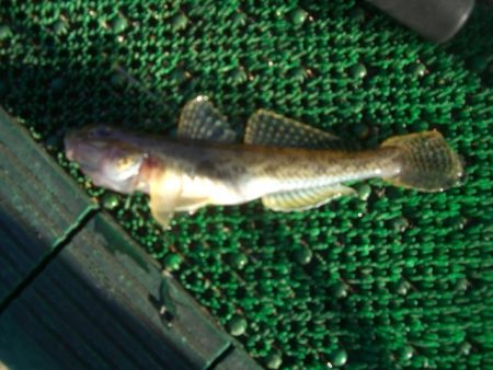 オリジナルメーカー海づり公園(市原市海づり施設) 釣果