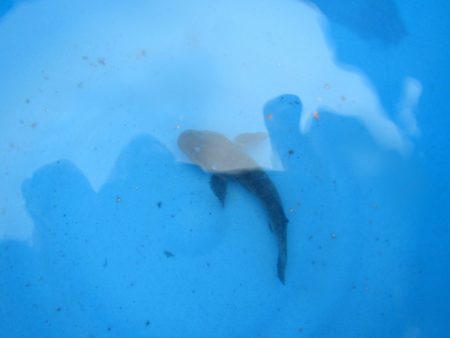 オリジナルメーカー海づり公園(市原市海づり施設) 釣果