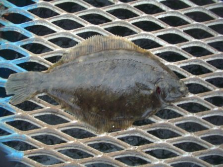 オリジナルメーカー海づり公園(市原市海づり施設) 釣果