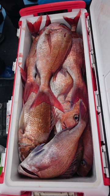 海晴丸 釣果
