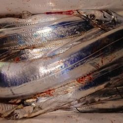 スカイマリン 釣果