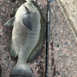 今年初釣りは千葉内房でのフカセ釣り【すな氏連載 vol.7】