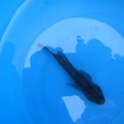 オリジナルメーカー海づり公園(市原市海づり施設) 釣果