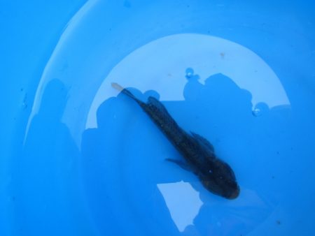 オリジナルメーカー海づり公園(市原市海づり施設) 釣果