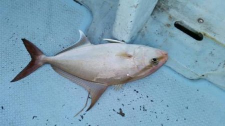 第五慶門丸 釣果