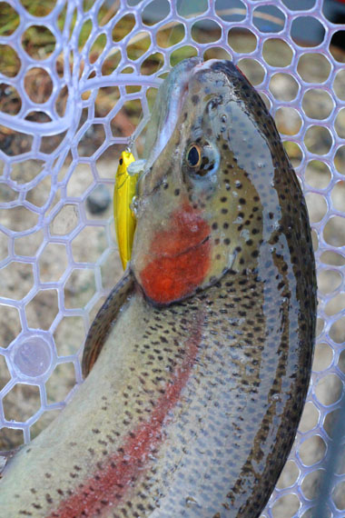 小菅トラウトガーデン 釣果