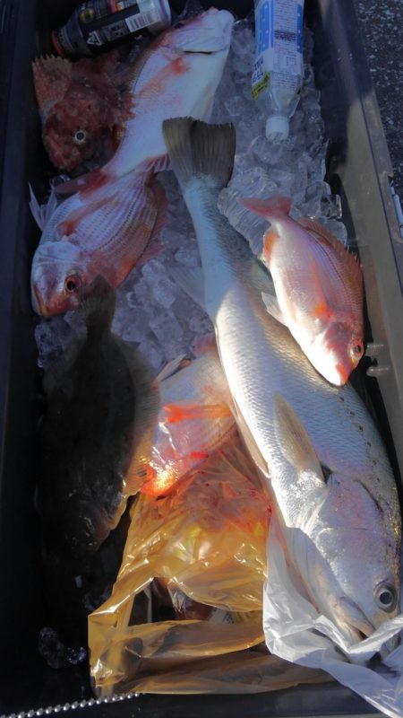 遊漁船 新鋭丸 釣果