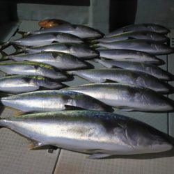 クルーズ 釣果