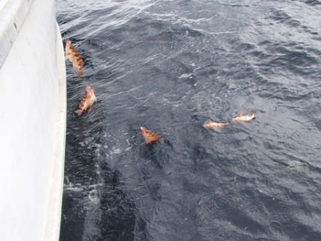 第二むつ漁丸 釣果