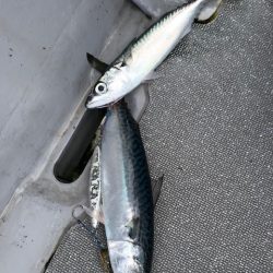 へいみつ丸 釣果