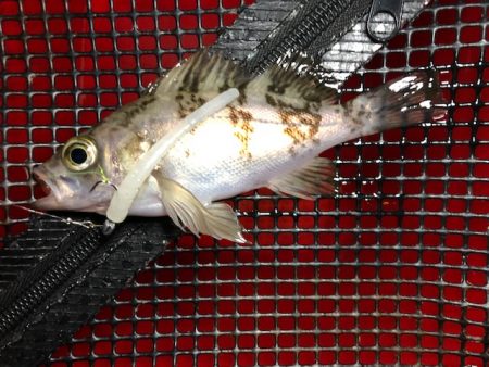 二見メバリング4