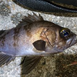 一瞬のプラグチャンス！！