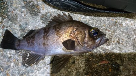 一瞬のプラグチャンス！！