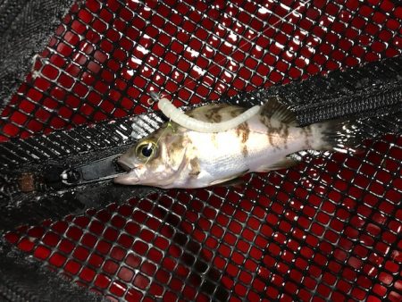 二見メバリング4