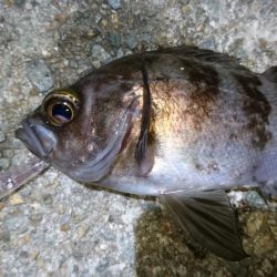 一瞬のプラグチャンス！！