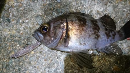 一瞬のプラグチャンス！！