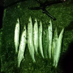 何日ぶりかの釣り