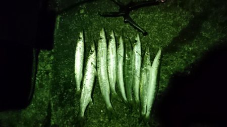 何日ぶりかの釣り