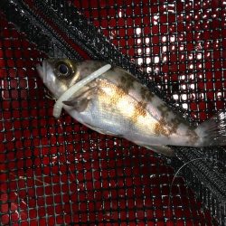 二見メバリング4