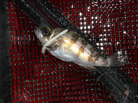 二見メバリング4