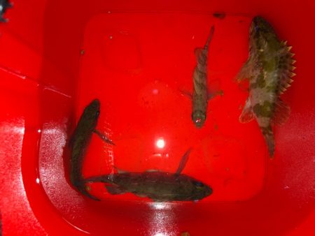 二見メバリング4