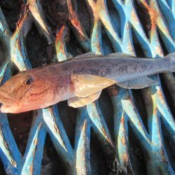 オリジナルメーカー海づり公園(市原市海づり施設) 釣果