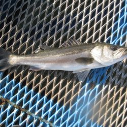 オリジナルメーカー海づり公園(市原市海づり施設) 釣果