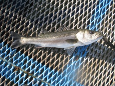 オリジナルメーカー海づり公園(市原市海づり施設) 釣果