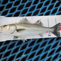 オリジナルメーカー海づり公園(市原市海づり施設) 釣果