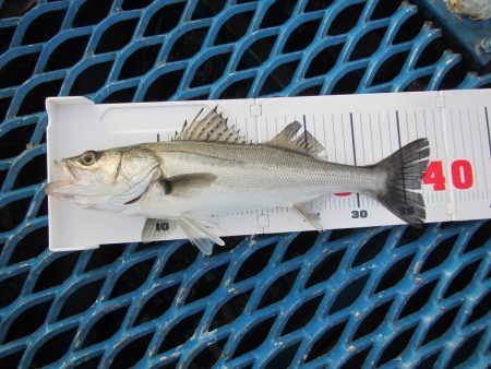 オリジナルメーカー海づり公園(市原市海づり施設) 釣果