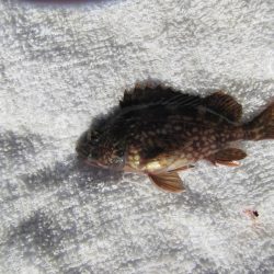 オリジナルメーカー海づり公園(市原市海づり施設) 釣果