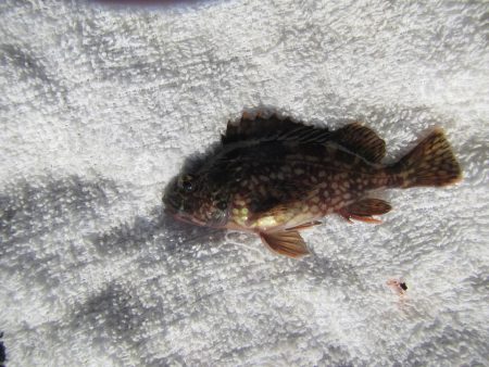 オリジナルメーカー海づり公園(市原市海づり施設) 釣果