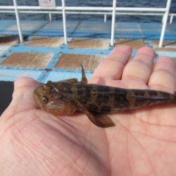 オリジナルメーカー海づり公園(市原市海づり施設) 釣果