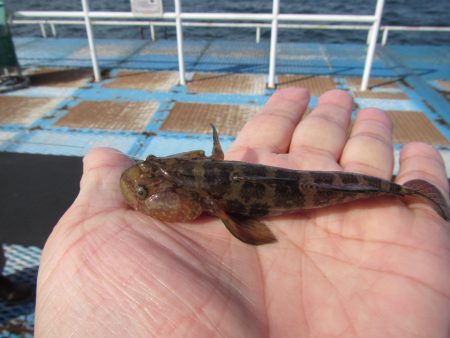オリジナルメーカー海づり公園(市原市海づり施設) 釣果