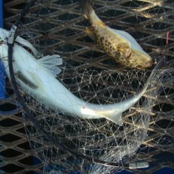 オリジナルメーカー海づり公園(市原市海づり施設) 釣果