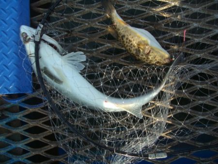 オリジナルメーカー海づり公園(市原市海づり…