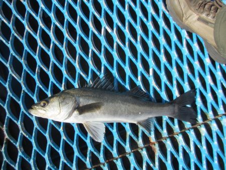 オリジナルメーカー海づり公園(市原市海づり施設) 釣果